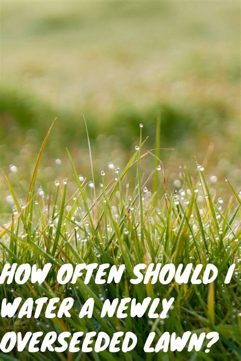 How often should i water? How Often Should I Water A Newly Overseeded Lawn? I | Summer drought, Lawn, Lawn care