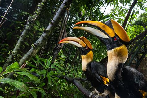 15 Birds With Unbelievable Beaks