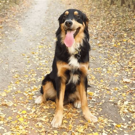 Bernese Mountain Dog Golden Retriever Mix Gentle Loyal And Smart