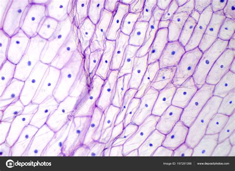 Animal Cell Under Light Microscope Pearline Jung