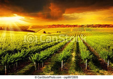 Stunning Vineyard Sunset A Beautiful Sunset Over A Barossa Vineyard