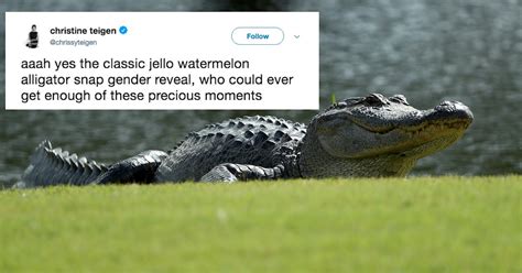 This Couples Live Alligator Gender Reveal Is Mystifying And Low Key