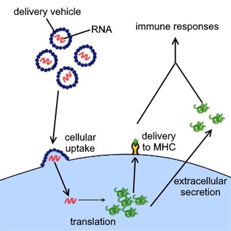 Nov 17, 2020 · brosh compared the mrna vaccine to traditional vaccines, such as those for influenza, which use an inactivated virus that was destroyed by heat or chemicals to elicit an immune response without. The science behind COVID-19 vaccines - World Socialist Web ...