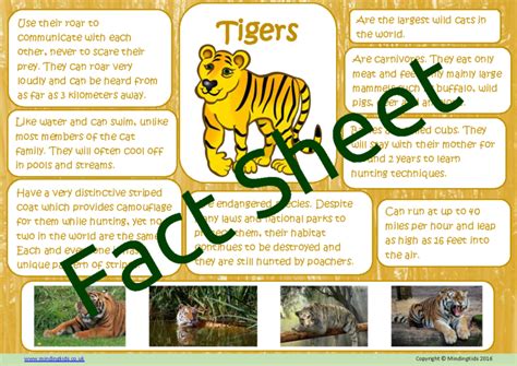 Tiger Facts Mindingkids