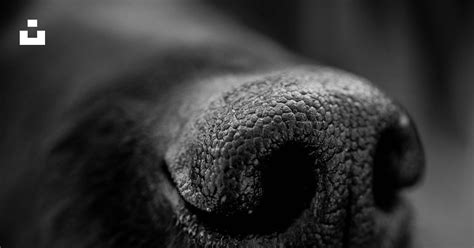 A Close Up Of A Black Dogs Nose Photo Free Nose Of Dog Image On Unsplash
