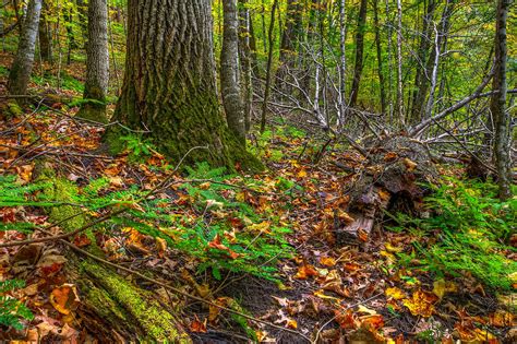 Forest Floor In The Fall Photograph By Thomas Szajner