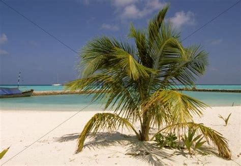 Beach Coconut Palm Cocos Nucifera Madagascar Africa Download