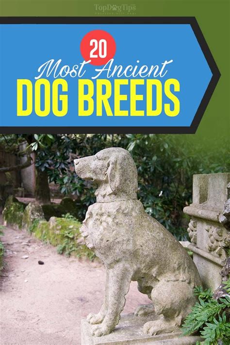 20 Most Ancient Dog Breeds That Still Roam The Planet Today Ancient