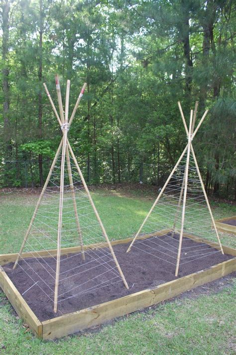 Using Bamboo Poles You Can Easily Build A Diy Bean Teepee Frame For