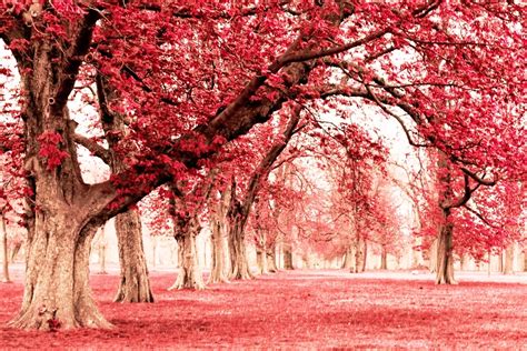 Download Pink Trees Walkway Wallpaper By Srandolph Pink Tree