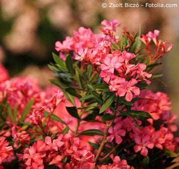 Wenn selbige oleander schneiden m. 32 Best Pictures Wann Blüht Oleander / Oleander Bluht ...