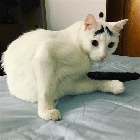 Meet Sam The Cat With Eyebrows Cattime