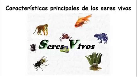 Características Principales De Los Seres Vivos Youtube