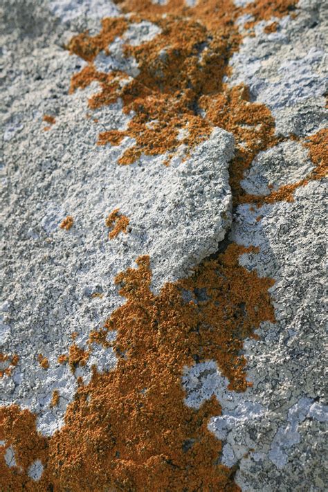 Free Images Sand Rock Texture Leaf Wall Asphalt Soil Material