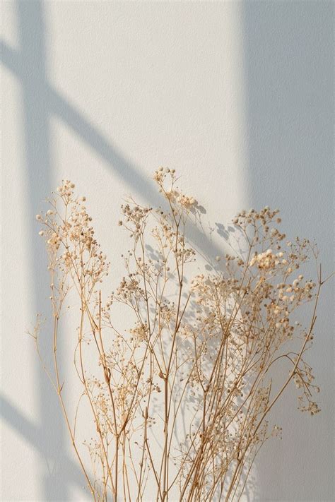 White Lilly Flowers Wallpaper 🌸 Minimalist Wallpaper Window Shadow