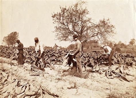 Slaves On Tobacco Plantations