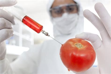 Genetically Modified Tomato Photograph By