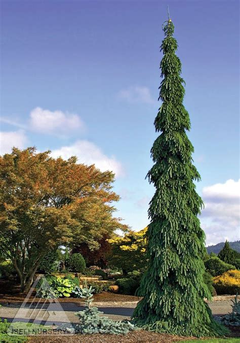 Morton Tower Weeping White Spruce Glover Nursery Weeping Evergreen