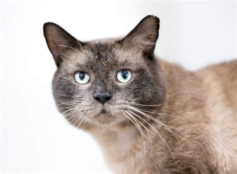 A Burmese Cat With Its Ear Tipped Stock Photo Image Of Feral