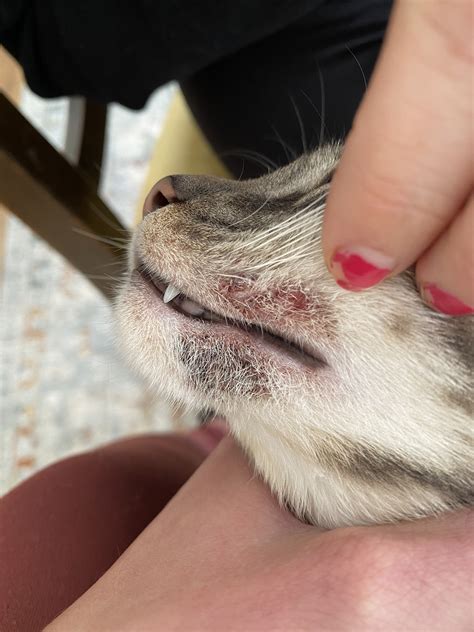 Help With Identifying What Scabs On Cats Face Are Thecatsite