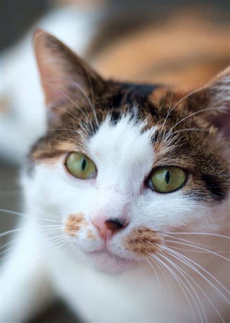 Calico Cat Breeds Japanese Bobtail Bobtail Cat And Cat