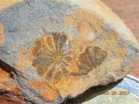 Fleur Fossile Demandes D Identification De Fossiles G Oforum