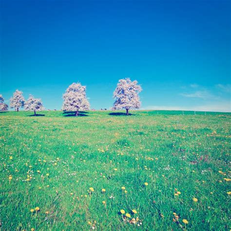 Flowering Trees Stock Image Image Of Field Cultivated 25911839