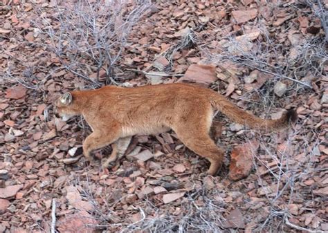 Long Odds Confront Those Hunting Cougar That Killed Oregon Hiker