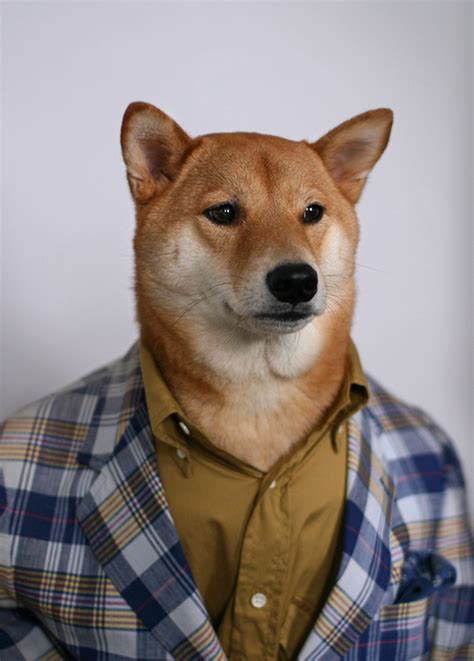 The Stylish Shiba Inu Who Makes 15000 A Month Feel Desain Your Daily Dose Of Creativity