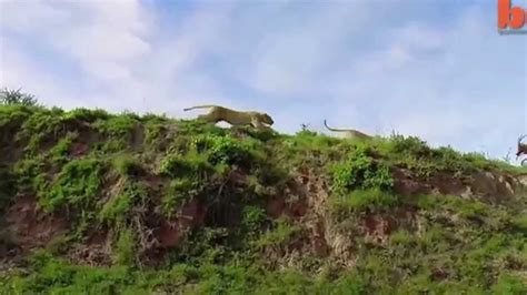 Lion Catches Antelope In Mid Air Attack Youtube