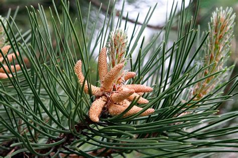 They are all woody, branching plants and grow into the iconic cone shape. Conifers - Ohio Plants