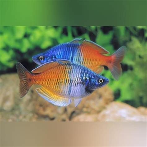 They did not grew popular among aquarists until fairly recently, which is actually a bit. Boesemani Rainbowfish | Aquarium fish, Rainbow fish ...