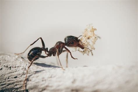 Le formiche svolgono un ruolo importante nel nostro ambiente in quanto sono uno dei spazzini della terra. Quando le formiche entrano in casa: come eliminarle ...
