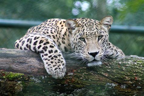 1920x1080 Leopard Predator Spot Animal Coolwallpapersme
