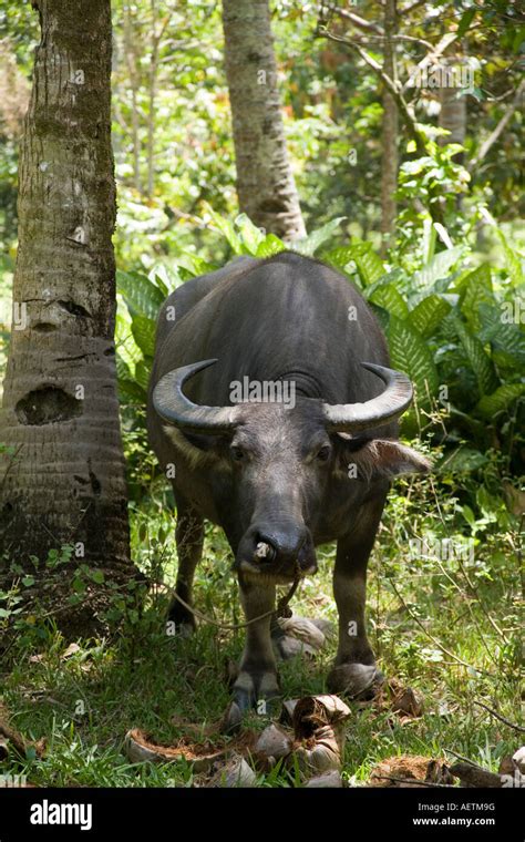 Carabao También Conocido Como El Búfalo De Agua Un Importante Trabajo