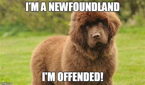 Image Tagged In Newfoundland Dog Imgflip