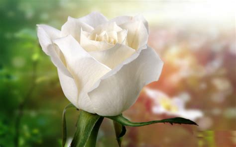 Nice Best Hd Free Wallpapers White Roses Hd Wallpaper