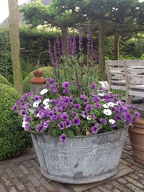 Purple Petunias And Salvia In Metallic Bucket Container Gardening