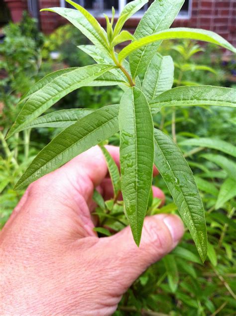 Lemon Verbena Fragrance Lemon Verbena Plant Seedlings Vegetable