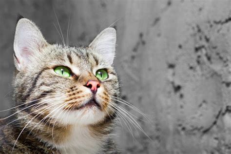What To Know About Cats With Green Eyes Catster Chats Et Chatons