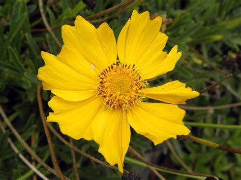 The dandelion plant's most conspicuous feature is its yellow blooms. September, 2009 | Madang - Ples Bilong Mi - Part 3