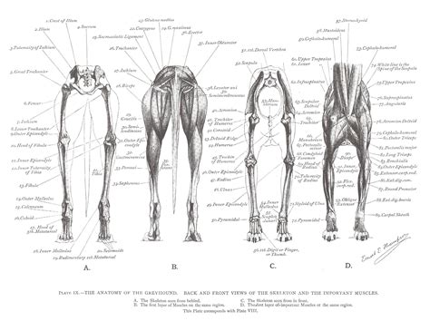 Greyhound Anatomy Diagram Back And Front Views Of The Skeleton And