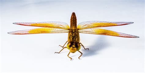Bright Orange Flying Insect. IDENTIFICATION, BIOLOGY AND SAMPLING OF ...