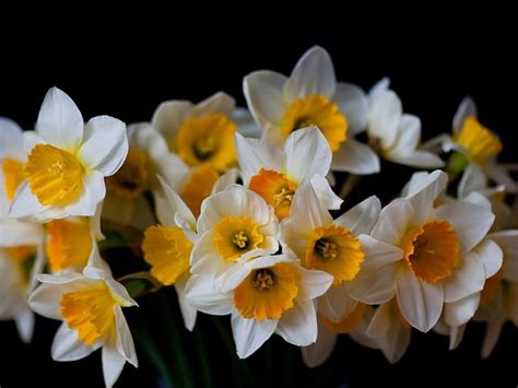 1920x1080px 1080p Free Download Daffodils Flowers Close Up White