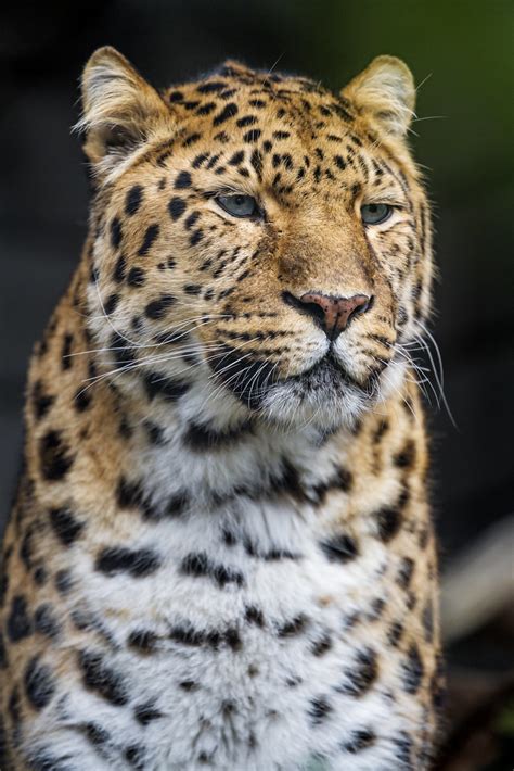 Calm Posing Amur Leopard One Of The Pretty Amur Leopards O Flickr