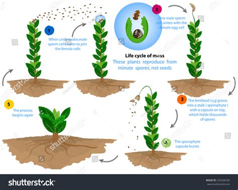 Life Cycle Mossthese Plants Reproduce Minute Stock Vector Royalty Free