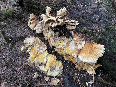Is This An Old Chicken Of The Woods Mycology