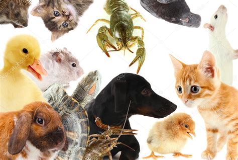Collage Of Different Cute Animals — Stock Photo © Belchonock 33314163