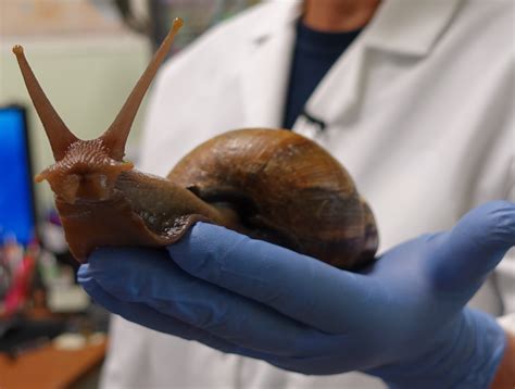 The top countries of supplier is united states, from. Giant snails are terrorizing Florida - CBS News