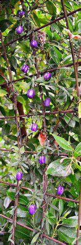 Billardiera Lonlora Purple Apple Berry Tasmanian Apple Berry